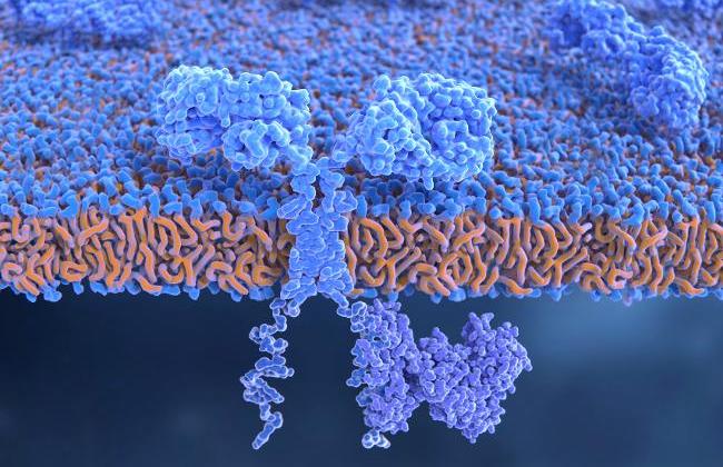 CAR-T-Zellen (Quelle: Juan Gaertner/Science Foto Library/Getty Images)