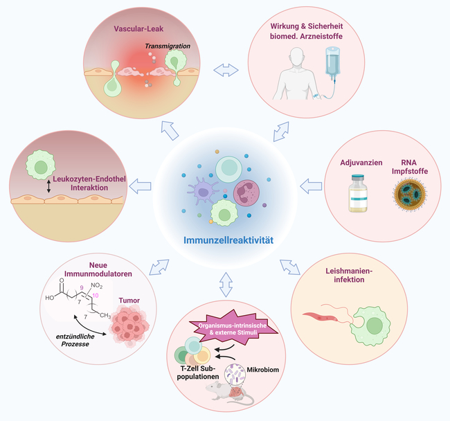 Forschungsschwerpunkte des Fachgebiets Forschung Immunologie. Forschungsschwerpunkte des Fachgebiets Forschung Immunologie.