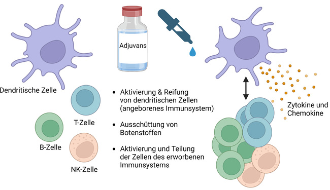 Wir testen die Wirkung eines Adjuvans auf die Aktivierung der für die Immunreaktion wichtigen Zellen des angeborenen Immunsystems (z.B. dendritsche Zellen) und des erworbenen Immunsystems (z.B. T-, B- und NK-Zellen).