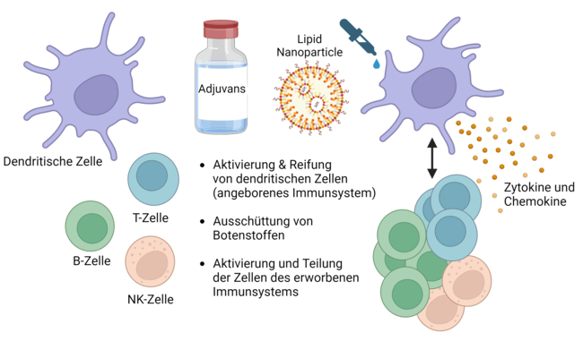 Wir untersuchen die Wirkung von Adjuvanzien bzw. LNPs auf die Aktivierung der für die Immunreaktion wichtigen Zellen des angeborenen Immunsystems. Wir untersuchen die Wirkung von Adjuvanzien bzw. LNPs auf die Aktivierung der für die Immunreaktion wichtigen Zellen des angeborenen Immunsystems.