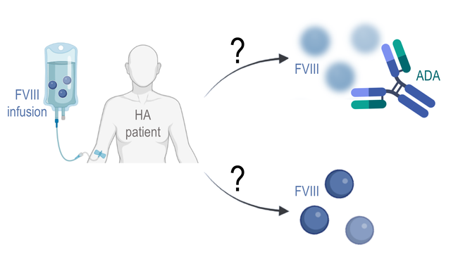 Bislang ist nicht klar, warum einige mit FVIII behandelte Patienten ADA entwickeln, während dies bei anderen nicht der Fall ist.