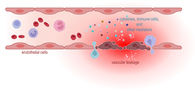 Eine Reihe von (immunologischen) Faktoren, einschließlich der Behandlung mit biopharmazeutischen Arzneimitteln, kann zum Vascular leakage führen, einer schwerwiegenden und lebensbedrohlichen Durchlässigkeit von Gefäßen.