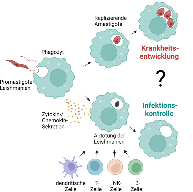 Nach Aufnahme von Leishmanien Promastigoten in Phagozyten wandeln sich die Parasiten in die replikative amastigote Lebensform um, welche zur Krankheitsentwicklung führen.  Nach Aufnahme von Leishmanien Promastigoten in Phagozyten wandeln sich die Parasiten in die replikative amastigote Lebensform um, welche zur Krankheitsentwicklung führen.