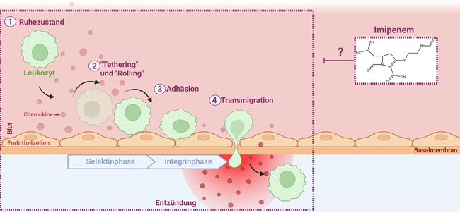 Untersuchungen des Effektes der Modellsubstanz Imipenem auf die Leukozyten-Endothel-Interaktion.  Untersuchungen des Effektes der Modellsubstanz Imipenem auf die Leukozyten-Endothel-Interaktion.
