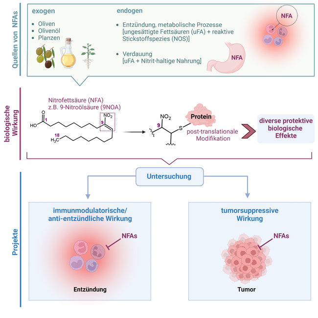 Entstehung von Nitrofettsäuren sowie Darstellung ihrer biologischen Effekte.  Entstehung von Nitrofettsäuren sowie Darstellung ihrer biologischen Effekte.