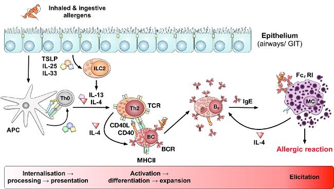 Die Pathogenese von IgE-vermittelten Allergien ist durch eine überwiegende TH2-Immunantwort und die Produktion von allergenspezifischen IgE-Antikörpern gekennzeichnet. Die Pathogenese von IgE-vermittelten Allergien ist durch eine überwiegende TH2-Immunantwort und die Produktion von allergenspezifischen IgE-Antikörpern gekennzeichnet.