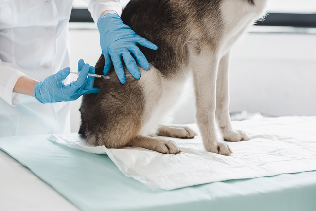 Hund wird geimpft (Quelle: GettyImages)