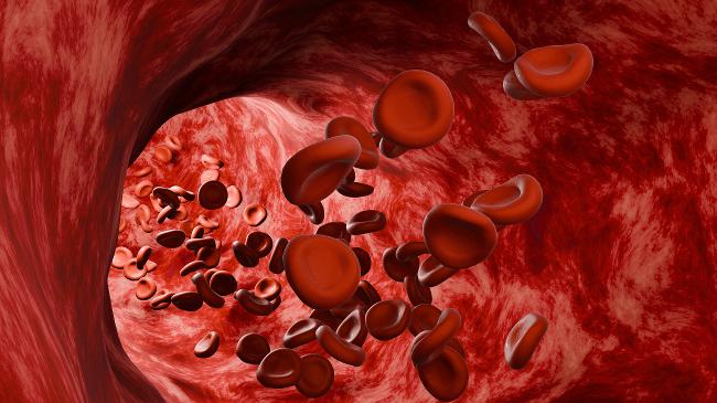 verweist auf: Forschung am Paul-Ehrlich-Institut: Wie Jahreszeiten die Immunantwort gegen den Gerinnungsfaktor VIII beeinflussen könnten Illustration Erythrozyten in Arterie