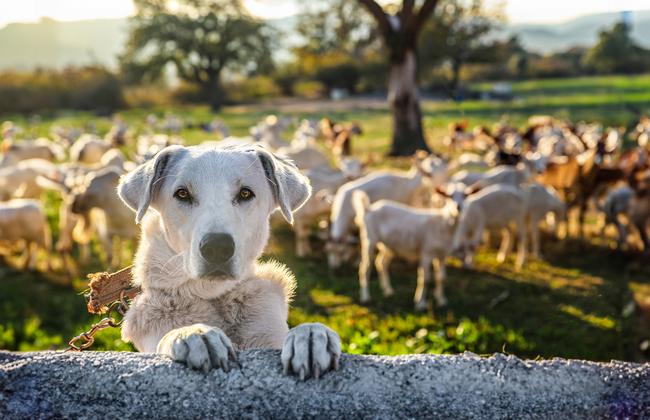 Hund mit Schafherde Hund mit Schafherde