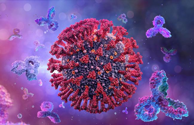 SARS-CoV-2-Virus und Antikörper (Quelle: CoronaBorealisStudio/Shutterstock.com)
