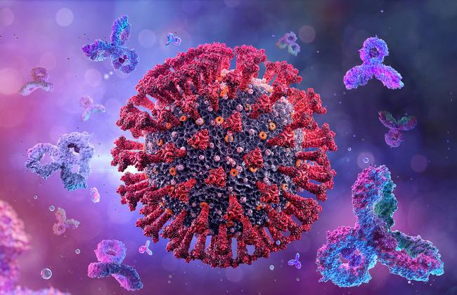 SARS-CoV-2-Virus und Antikörper (Quelle: CoronaBorealisStudio/Shutterstock.com) SARS-CoV-2-Virus und Antikörper (Quelle: CoronaBorealisStudio/Shutterstock.com)