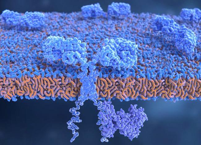 Molekül eines chimären Antigenrezeptors (CAR) in der Zellmembran eines T-Lymphozyten (Quelle: Juan Gaertner/SciencePhotoLibrary/Gettyimages)