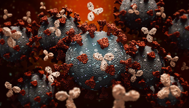 Monoklonale Antikörper und SARS-CoV-2-Virus (Quelle: MattLphotographyl/shutterstock.com)