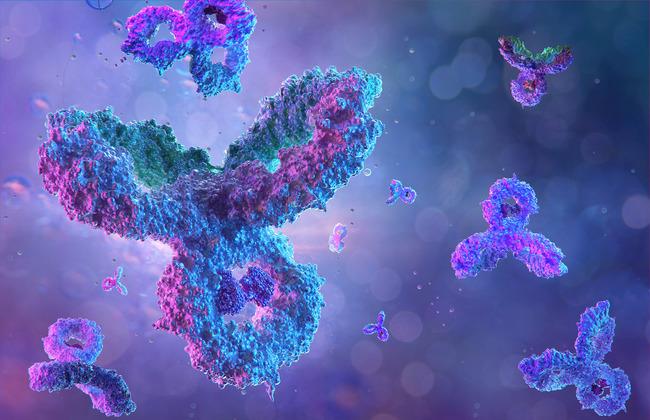 Antikörper (Quelle: CoronaBorealis/Shutterstock.com)