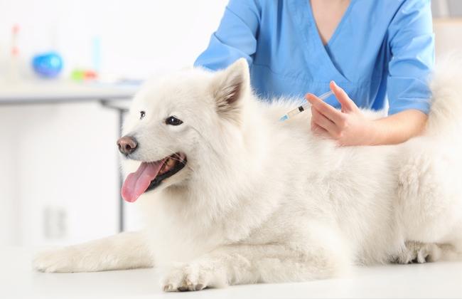 Hund wird geimpft (Quelle: Afrika Studio/Shutterstock.com)