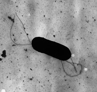 Bakterium Listeria monocytogenes Bakterium Listeria monocytogenes