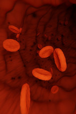 Rote Blutkörperchen in einer Ader (Quelle: pixabay) Rote Blutkörperchen in einer Ader (Quelle: pixabay)