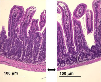 Entzündung der Darmschleimhaut in allergischen Mäusen (links, z.B. Verdickung der Basalmembran) im Vergleich zu MVA-OVA-vakzinierten Mäusen mit gesunder Darmschleimhaut (rechts).