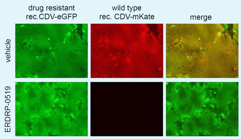 Die Abbildung zeigt Zellen, die mit einem resistenten (grüne Fluoreszenz) oder einem Wildtyp (rote Fluoreszenz) Staupevirus infiziert wurden. Infizierte Zellen wurden mit ERDRP-0519 oder Puffer behandelt. Die Abbildung zeigt Zellen, die mit einem resistenten (grüne Fluoreszenz) oder einem Wildtyp (rote Fluoreszenz) Staupevirus infiziert wurden. Infizierte Zellen wurden mit ERDRP-0519 oder Puffer behandelt.