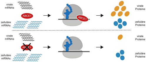 Das Protein ABCE1 ist für die Vermehrung von Masern-, Mumps- und HRSV-Viren erforderlich. Fehlt es, können sich die Viren kaum mehr vermehren.