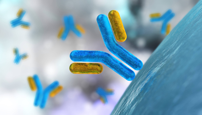 Antikörper 3D-Darstellung (Quelle: ustas7777777/Shutterstock.com) Antikörper 3D-Darstellung (Quelle: ustas7777777/Shutterstock.com)