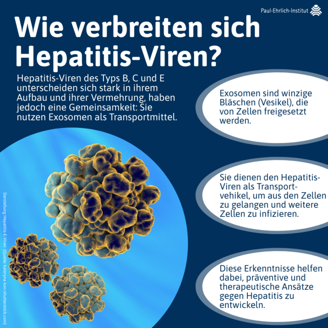 Wie verbreiten sich Hepatitis-Viren?