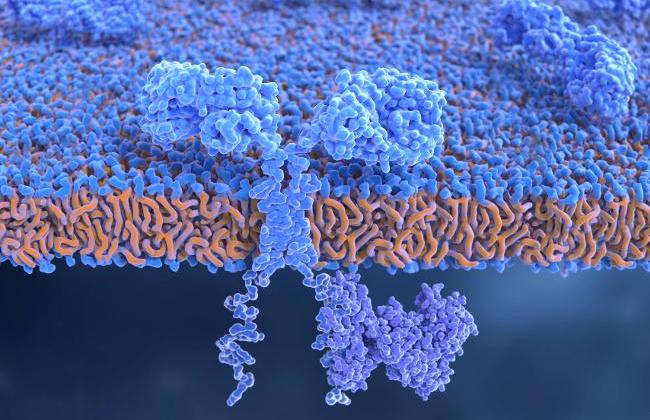 Chimeric antigen receptor (CAR) on T-cell (Source: Juan Gaertner/ScienceFotoLibrary/Getty Images) 