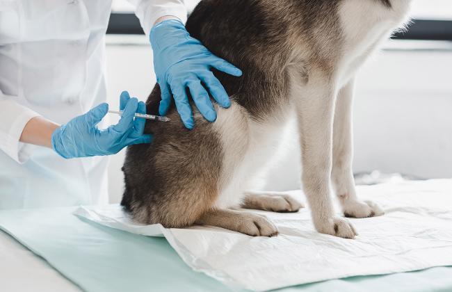 Vaccination of a Dog (Source: LightFieldStudios/iStock/Getty Images Plus)