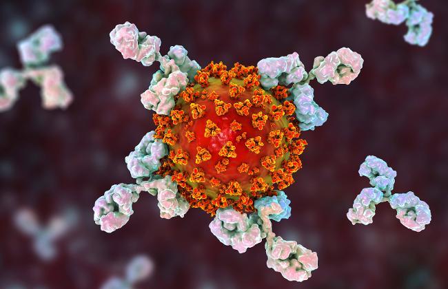 SARS-CoV-2 with antibodies (Source: Kateryna Kon/shutterstock.com)