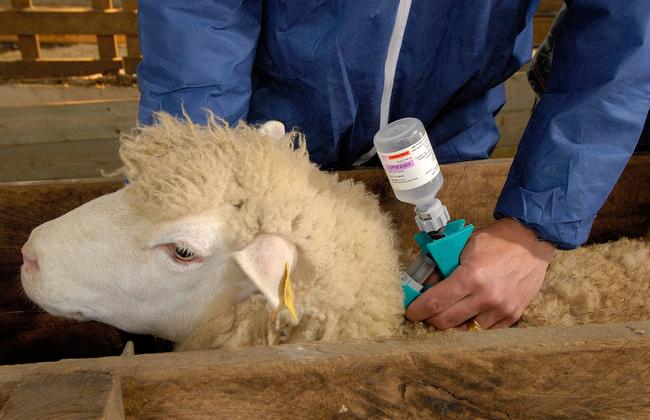 A sheep is vaccinated against bluetongue disease A sheep is vaccinated against bluetongue disease