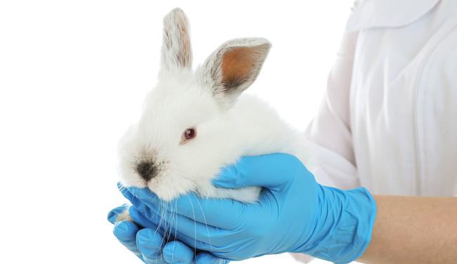Albino rabbit is held in the hand (Source: New Africa/Shutterstock.com) Albino rabbit is held in the hand (Source: New Africa/Shutterstock.com)