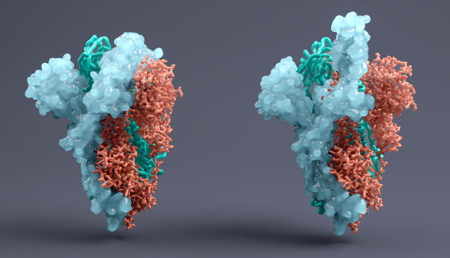 Spike-Protein SARS-CoV-2 (Source: Viaframe/Corbis/GettyImages) Spike-Protein SARS-CoV-2 (Source: Viaframe/Corbis/GettyImages)