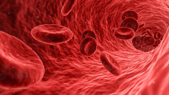 Erythrocytes (Source: qimono/pixabay.com) (refer to: First Gene Therapy for Haemophilia A Receives a Recommendation for Authorisation)