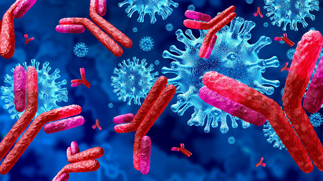 Antibodies SARS-CoV-2 (Source: lightbox/shutterstock.com)