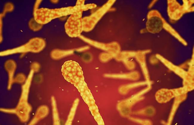 Clostridium Tetani Bacteria (Source: nobeastofierce/shutterstock.com)