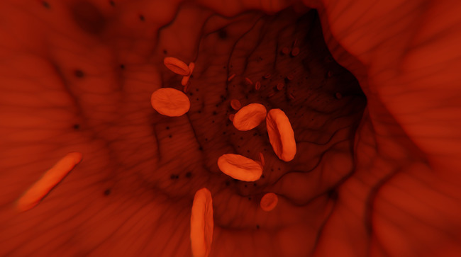 Erythrocytes in a blood vessel Erythrocytes in a blood vessel
