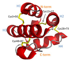 Correctly folded form of Pru P3, the major peach allergen. Intramelecular Disulfide bonds, chemically modified for unfolding, are marked yellow. Correctly folded form of Pru P3, the major peach allergen. Intramelecular Disulfide bonds, chemically modified for unfolding, are marked yellow.