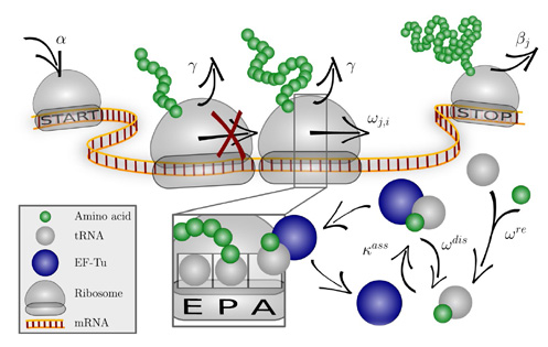 The codon-specific elongation model (COSEM) simulates protein synthesis. The codon-specific elongation model (COSEM) simulates protein synthesis.