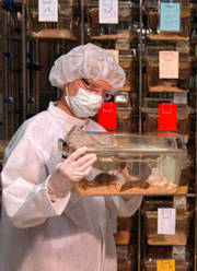 PEI employee with lab mice (Source: PEI / Boller)