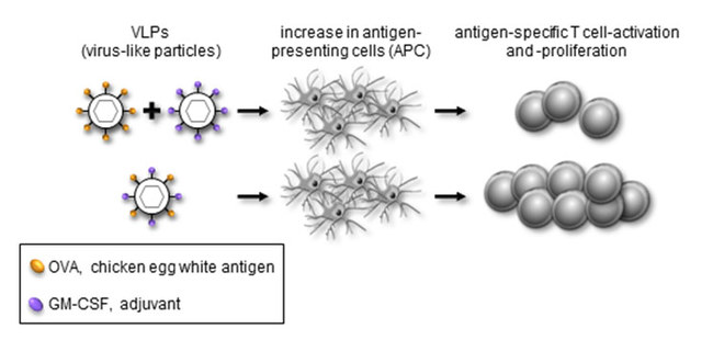 The combination of antigen and adjuvant in virus-like particles (below) trigger stronger/enhanced immune responses as compared to the separate delivery of these components. This can be used for the development of new vaccines. The combination of antigen and adjuvant in virus-like particles (below) trigger stronger/enhanced immune responses as compared to the separate delivery of these components. This can be used for the development of new vaccines.