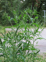 Ragweed (Source: AnRo0002 / Wikimedia Commons) Ragweed (Source: AnRo0002 / Wikimedia Commons)