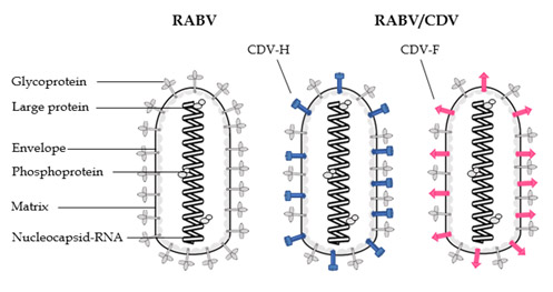 Rabies virus (left) was genetically modified to carry either the canine distemper virus H protein (middle, shown in blue) or F protein (right, shown in pink) on its surface. Rabies virus (left) was genetically modified to carry either the canine distemper virus H protein (middle, shown in blue) or F protein (right, shown in pink) on its surface.