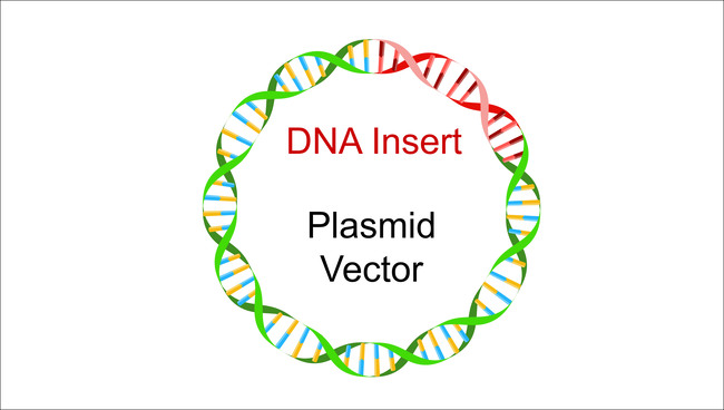 DNA Plasmid (Source: GettyImages) DNA Plasmid (Source: GettyImages)