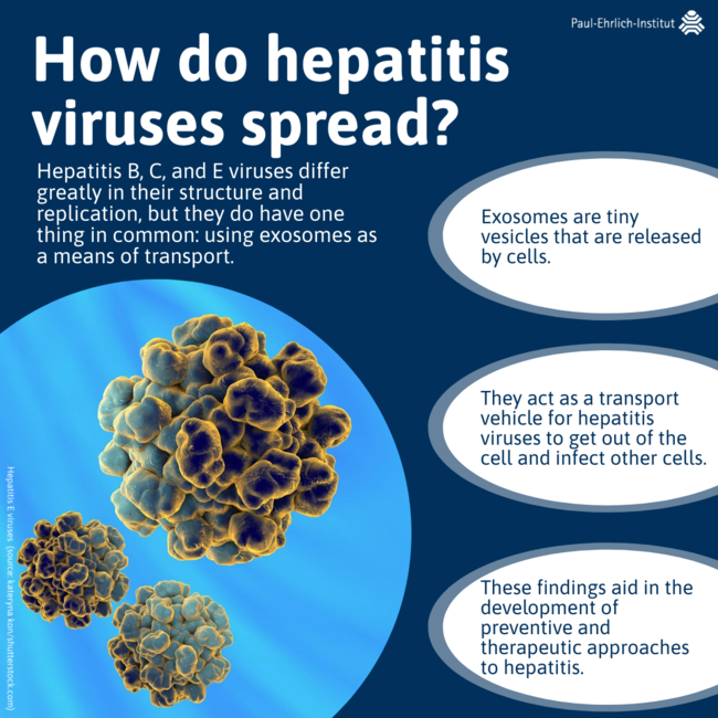 How do hepatitis viruses spread?