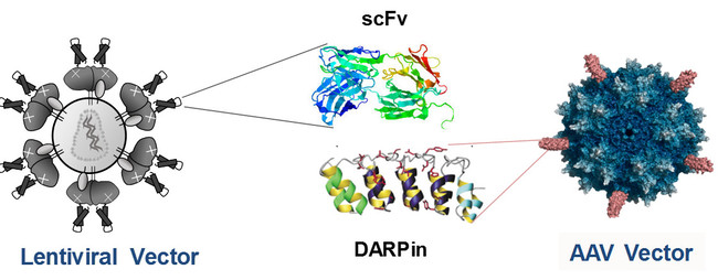 Receptor-specific precision gene vectors: Receptor binding structures – scFvs or DARPins – are presented on the surface of the lentiviral or AAV precision gene vectors. These structures direct the gene vectors to the therapy-relevant cells. Receptor-specific precision gene vectors: Receptor binding structures – scFvs or DARPins – are presented on the surface of the lentiviral or AAV precision gene vectors. These structures direct the gene vectors to the therapy-relevant cells.
