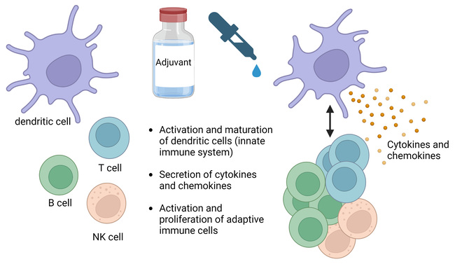 We examine the effect of an adjuvant on the activation of innate immune cells (e.g. dendritic cells) and adaptive immune cells (e.g. T, B, and NK cells).  Different adjuvants stimulate immune cells in a specific way and with varying strength.