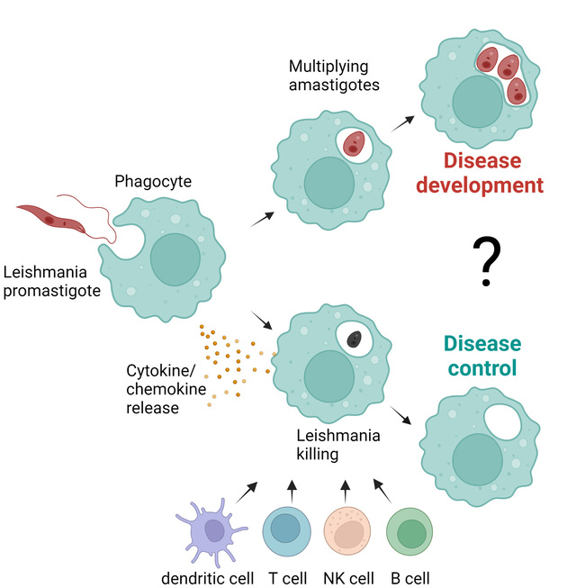 After uptake of Leishmania promastigotes into phagocytes, parasites develop into the replicative amastigote form that can lead to disease development. 